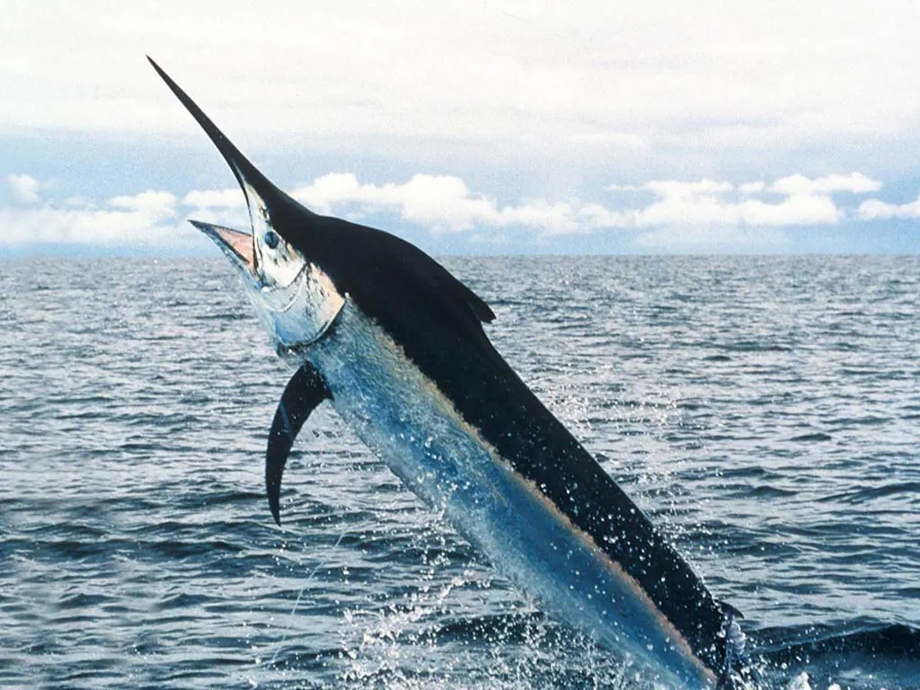 A stock photo of a swordfish (National Oceanic and Atmospheric Administration)