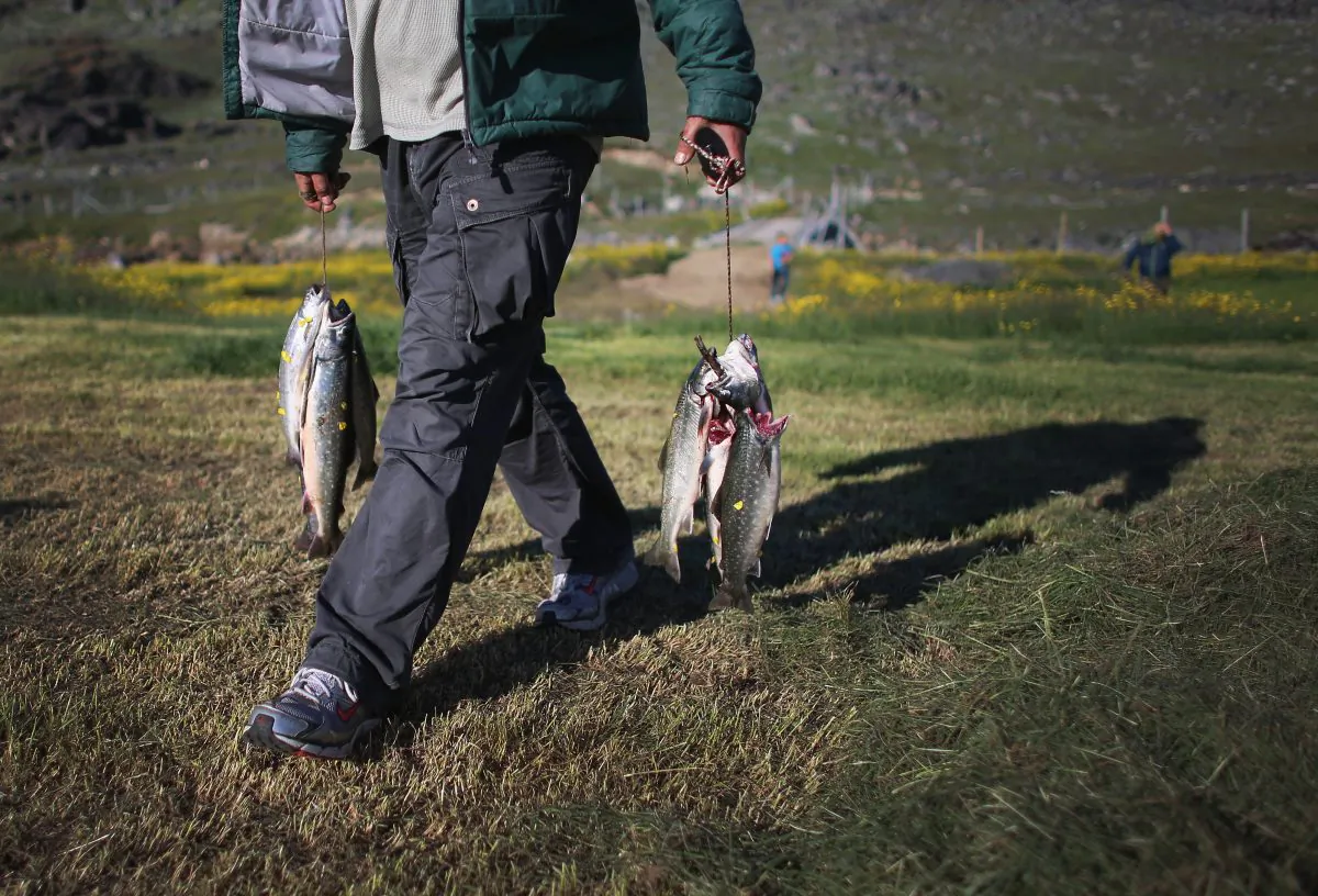 A virus carried by trout could help find a cure for Hepatitis E. (Joe Raedle/Getty Images)