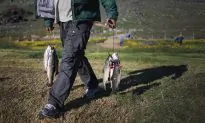 Fish Could Hold Answers for Hepatitis E