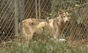 Patricia Ritz May Have Been Eaten by Her Own Wolf-Dogs