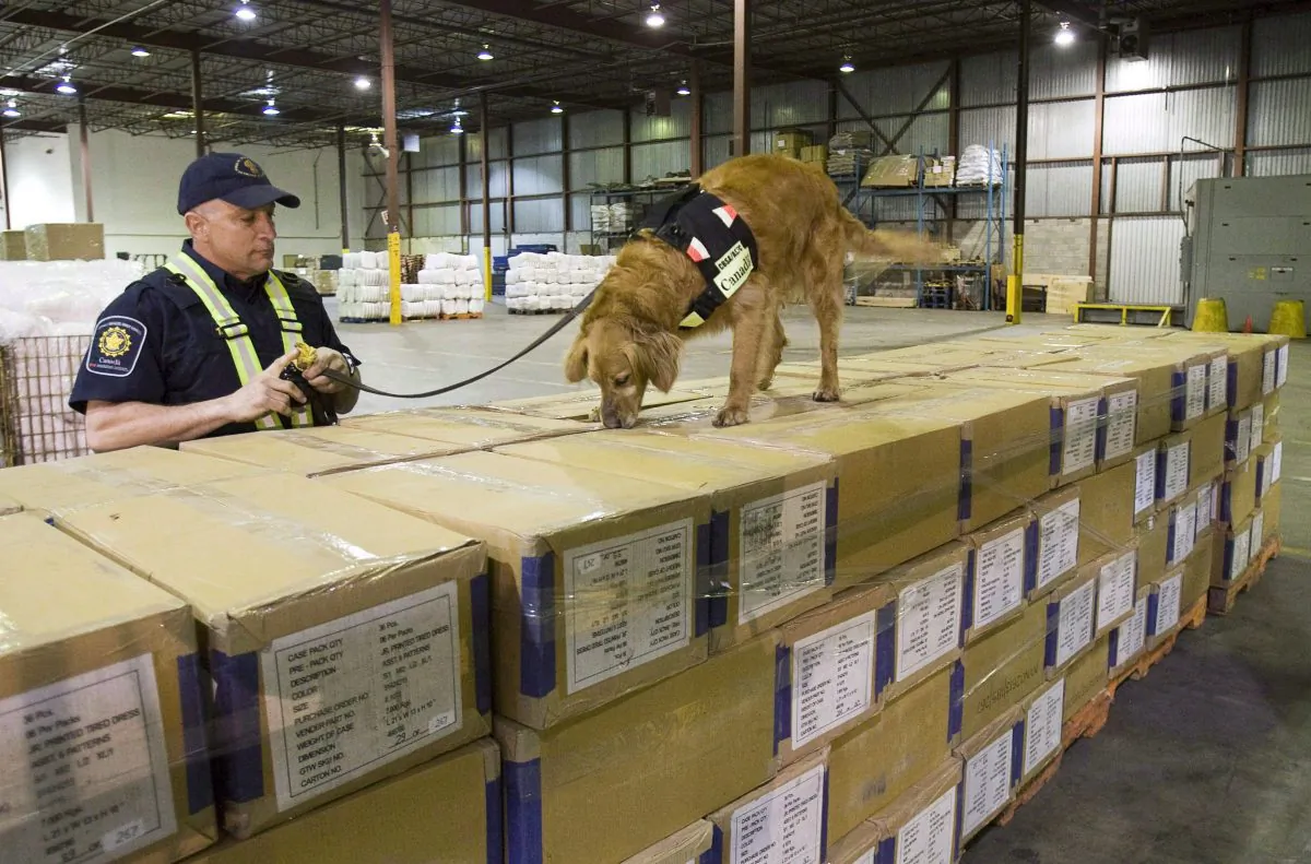 Canada Border Services Agency dog Grady sniffs through shipping boxes at a CBSA warehouse in Montreal in 2009. (Paul Chiasson/The Canadian Press)