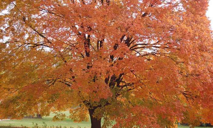 Fiery fall foliage (Cat Rooney/Epoch Times)