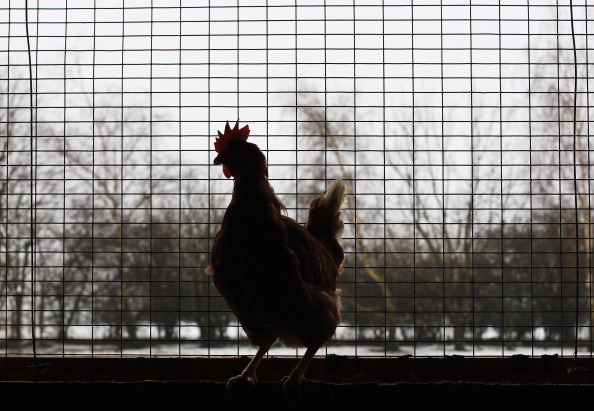 A chicken sits in coop in an organic accredited poultry farm on Jan. 7, 2011 in Elstorf, Germany. The town of Kitzingen, in the south German state of Bavaria, has barn houses holding healthy and vigorous chickens. (Joern Pollex/Getty Images)