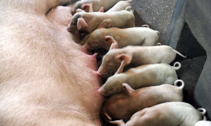 A litter of piglets at a farm in Zhejiang Province on June 21, 2011. A virus that has been killing piglets in the United States is thought to have come from Anhui Province, according to a new study. (STR/AFP/Getty Images)