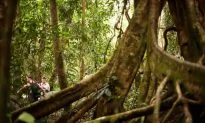 Environmentalist Group Calls on Banks to Set ‘Deforestation’ Targets