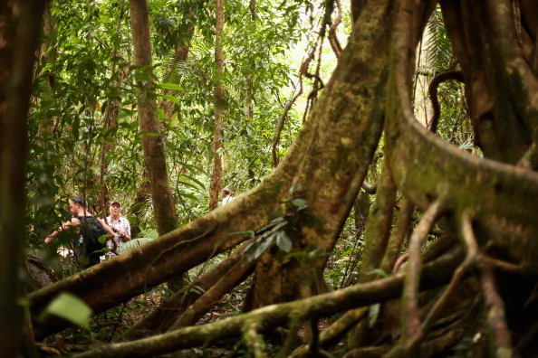 Environmentalist Group Calls on Banks to Set ‘Deforestation’ Targets
