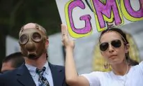 GM Debate Not Settled, Say European Scientists