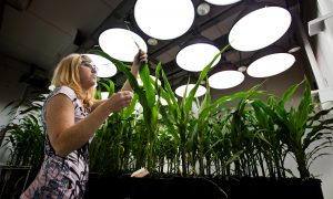 Germplasm Resources Are a ‘Chip’ in China’s Strategy to Surpass the West