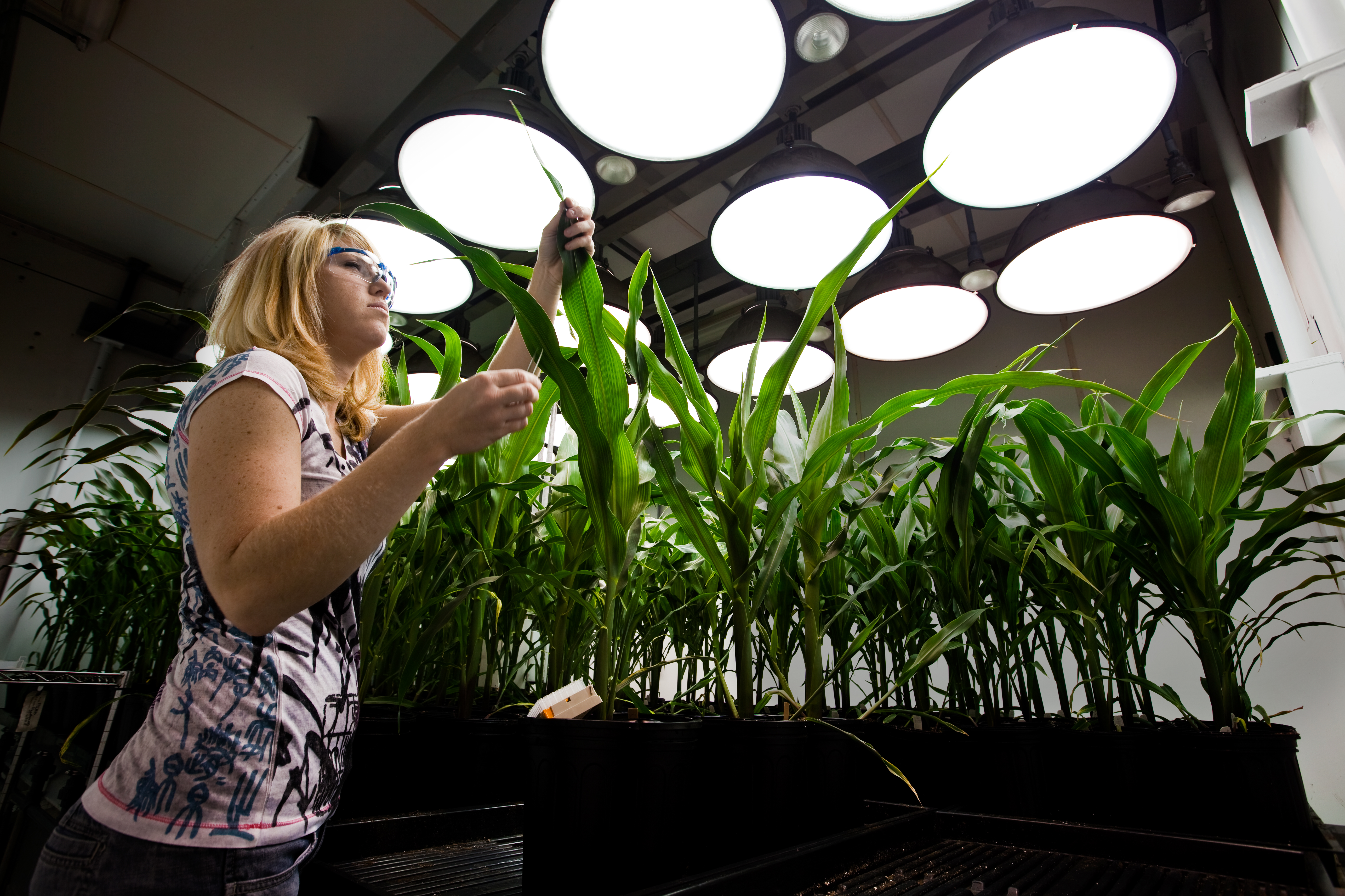 Germplasm Resources Are a 'Chip' in China's Strategy to Surpass the West - Vimarsana News