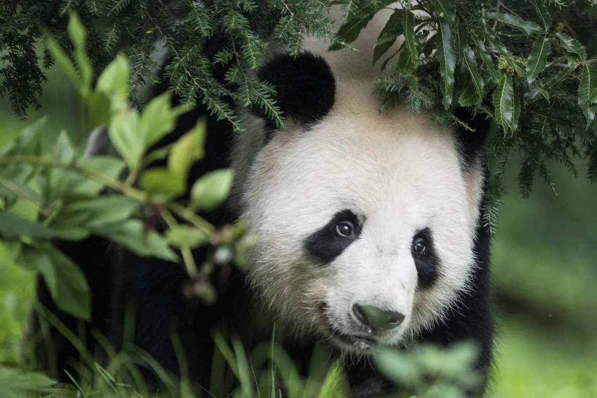 Giant Panda Tian Tian is seen at the Giant Panda exhibit at the Smithsonian's National Zoo his mate Mei Xiang rests indoors Aug. 7, 2013 in Washington, DC. A new study holds that the 50 pandas on loan around the world are aimed at building deep, long-lasting relationships in exchange for "trades and foreign-investment deals." (Brendan Smialowski/AFP/Getty Images) 