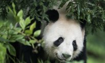 8-Year-Old Girl Falls Into Panda Enclosure in China