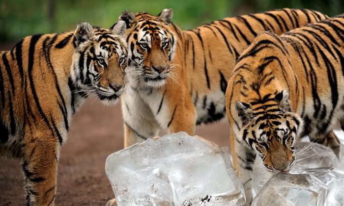 This picture taken on August 12, 2013 shows Siberian tigers licking ice cubes to cool off in Guaipo Siberian Tiger Park in China.  (STR/AFP/Getty Images)