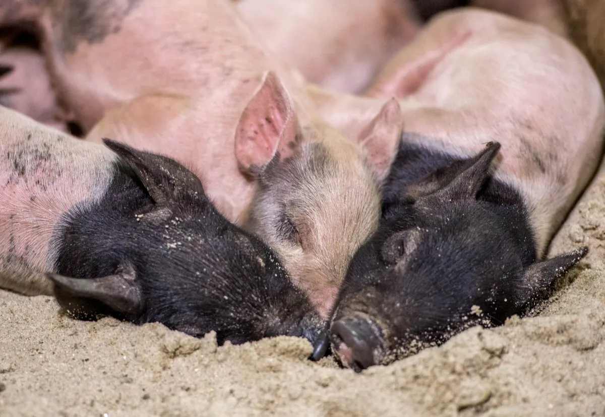 Piglets take a nap during the Los Angeles County Fair 2013 in Pomona, Calif., on Sept. 4, 2013. (Joe Klamar/AFP/Getty Images)