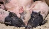Why California’s Animal Welfare Law Is Unconstitutional
