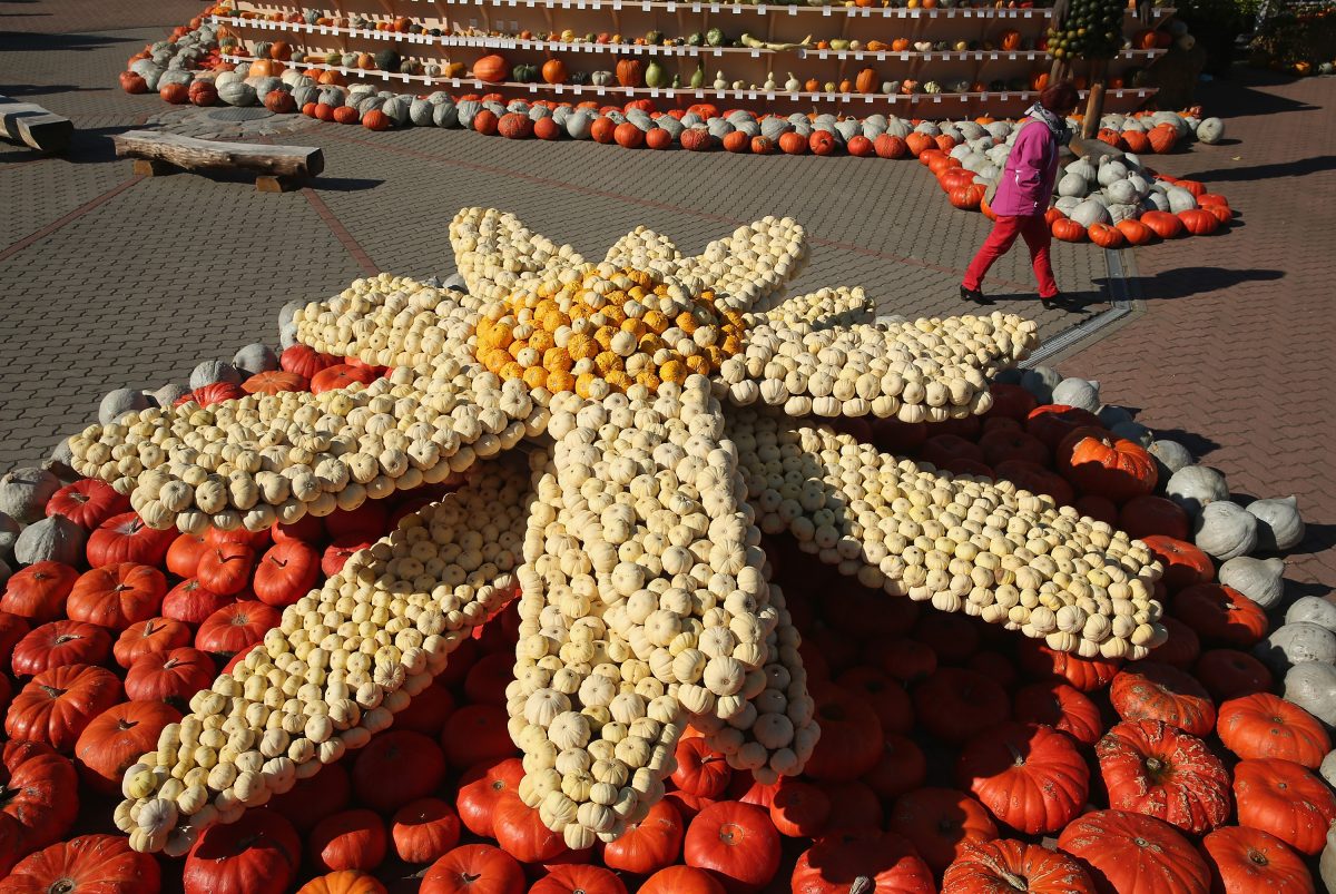 OCTOBER 01: A woman walks past a display meant to look like an edelweiss flower and decorated entirely with pumpkins and squash at the Spargelhof Buschmann & Winkelmann farm on October 1, 2013 in Klaistow, Germany.   (Sean Gallup/Getty Images) 