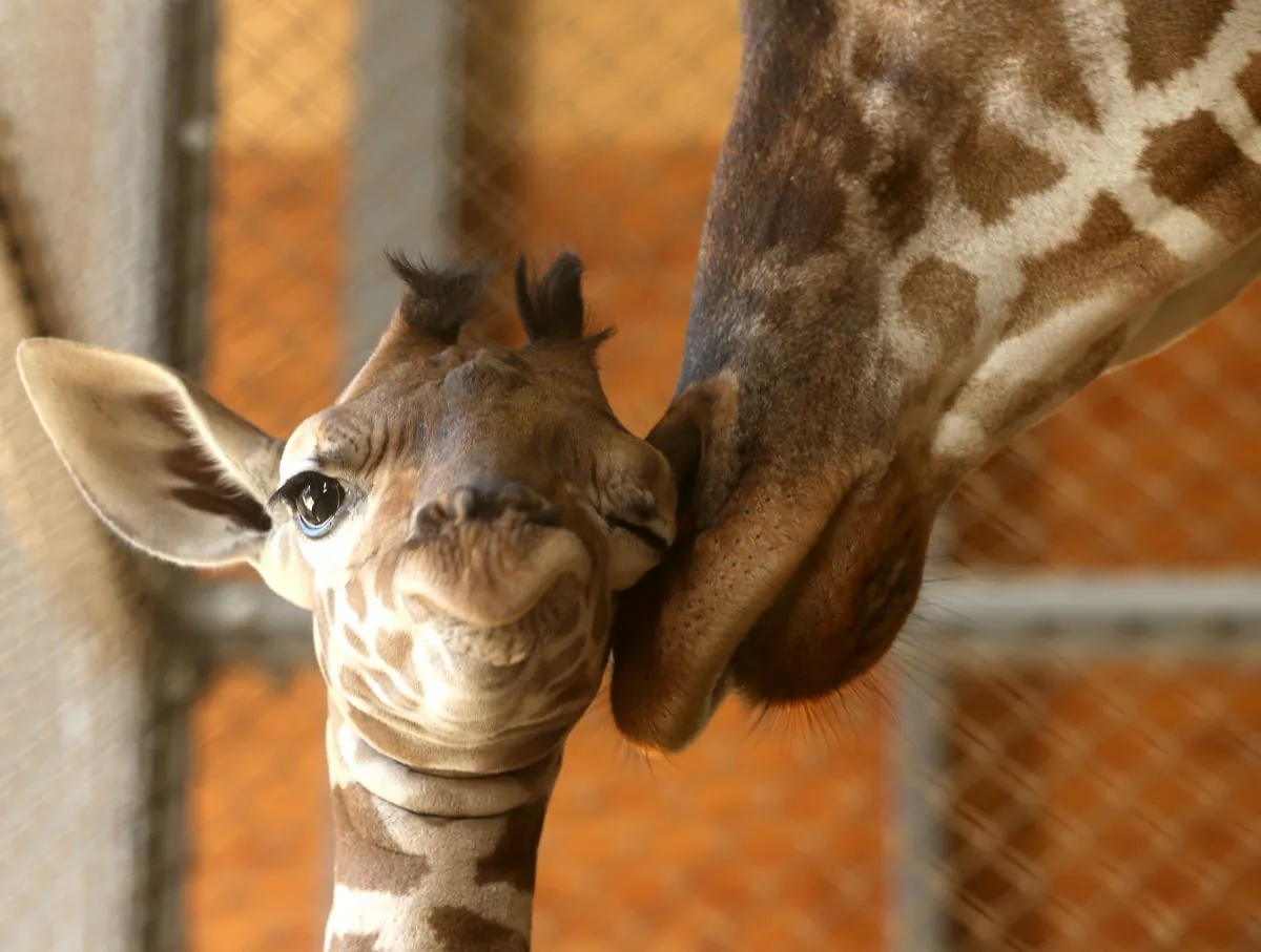 Zoos provide succor for species having a tough time of it in the wild. (Buddhika Weerasinghe/Getty Images)