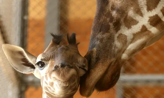 Can Zoos Save the World?