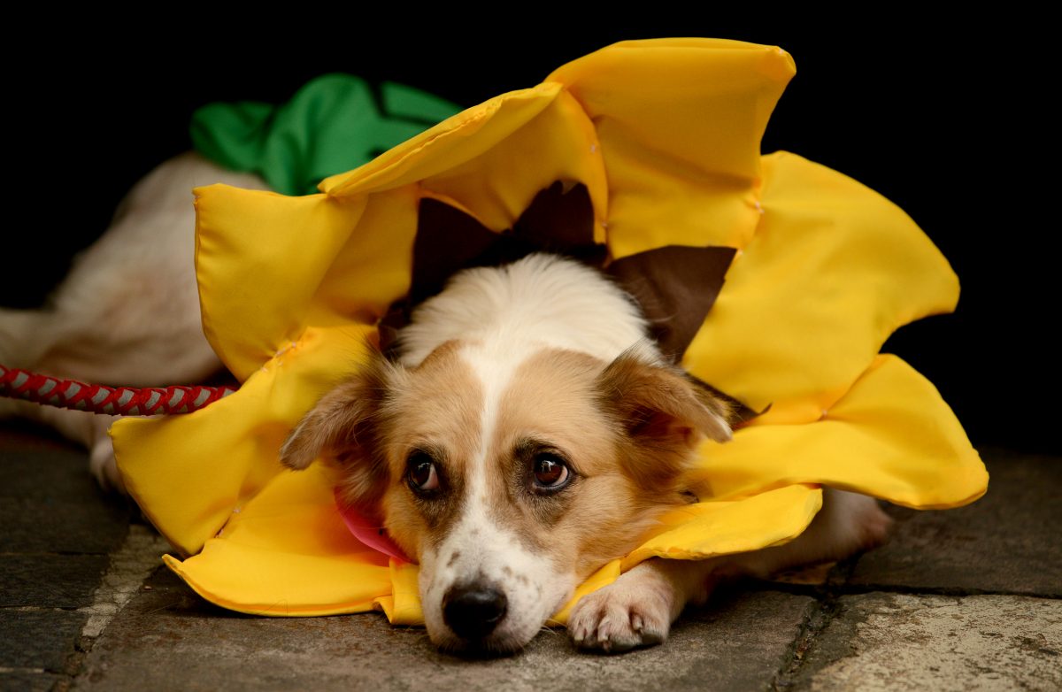 A dog dressed as a sunflower rests on the ground during the Scaredy Cats and Dogs Halloween costume competition in Manila, Philippines on Oct. 26, 2013. The annual Halloween event aims to raise funds to help animal rights group, Philippine Animal Welfare Society's (PAWS). (Noel Celis/AFP/Getty Images)