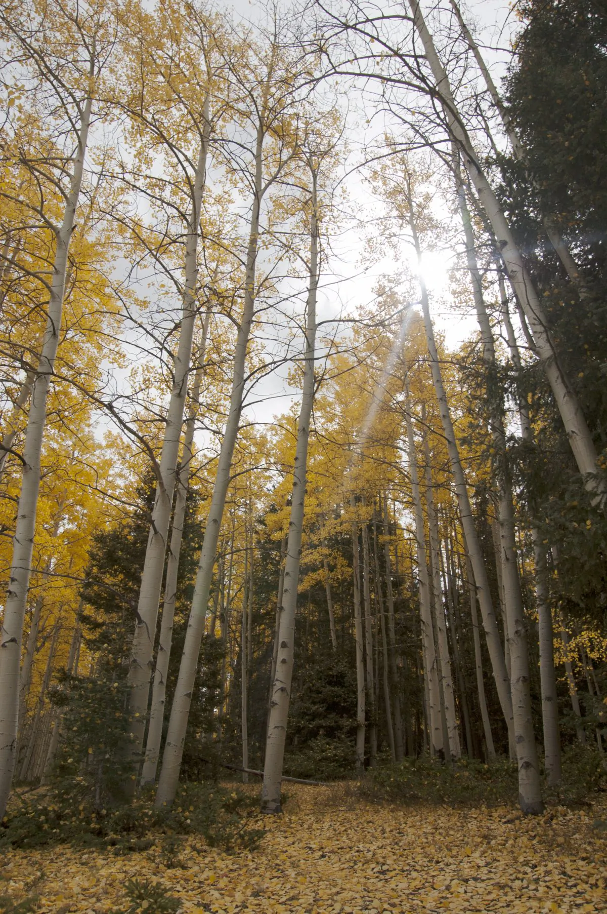 Sun through the aspen trees (Cat Rooney/Epoch Times)