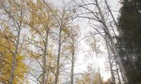 World’s Oldest and Heaviest Tree