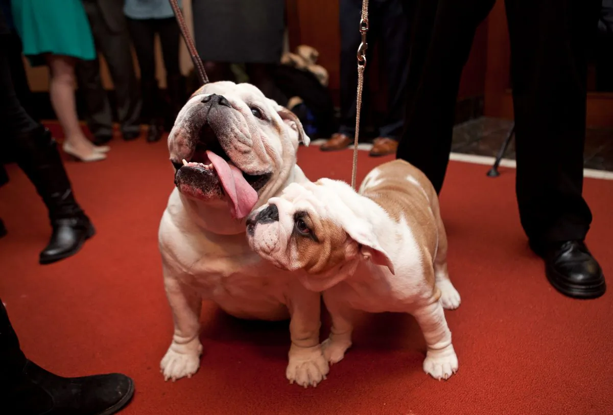 It’s easy to minimize your dog’s impact on the environment. (Samira Bouaou/Epoch Times)