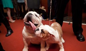 5 Tips to Reduce Your Pets’ Carbon Paw Print