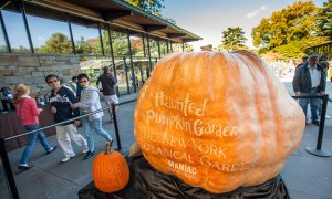 World's Biggest Pumpkins Carved by the Best in NYC