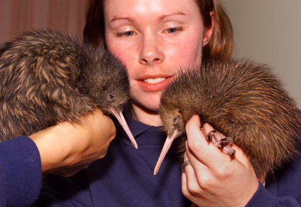 Highly endangered North Island Brown Kiwi chicks 'Taz' (L) and 'Jake' (R) are checked by Department of Conservation biologist Diedre Vercoe for 'Operation Nest Egg' at Rainbow Springs in Rotorua Nov. 29, 1999 which successfully breeds the flightless nocturnal birds in captivity. For the first time in 50 years the pitter-patter of tiny kiwi feet could soon be heard in the Marunui Conservation Reserve. (Torsten Blackwood/AFP/Getty Images)