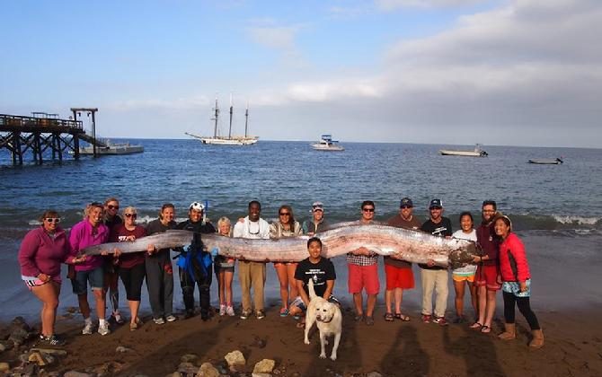 The crew of sailing school vessel Tole Mour and Catalina Island Marine Institute instructors hold an 18-footlong oarfish that was found in the waters of Toyon Bay on Santa Catalina Island, Calif. on Oct. 13, 2013. (AP Photo/Catalina Island Marine Institute)