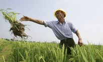 Chinese Researchers Impatient for GMO Industrialization