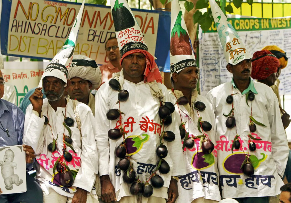 Indian farmers protest genetically modified crops in New Delhi, India on May 6, 2008. (Raveendran/AFP/Getty Images)
