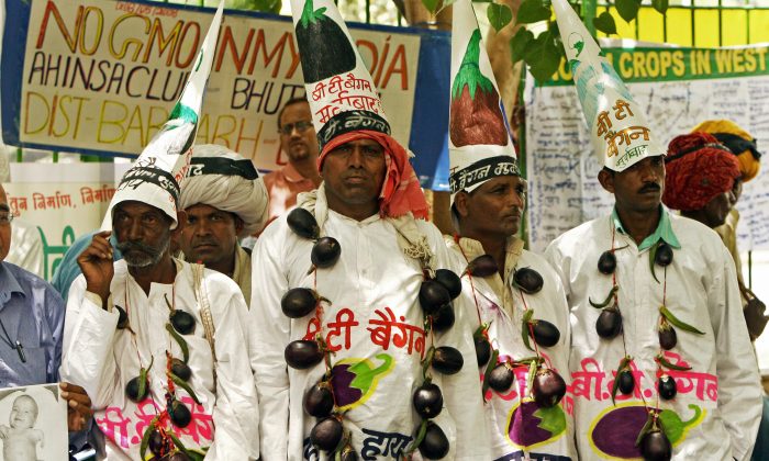 Indian farmers protest genetically modified crops in New Delhi, India on May 6, 2008. (Raveendran/AFP/Getty Images)
