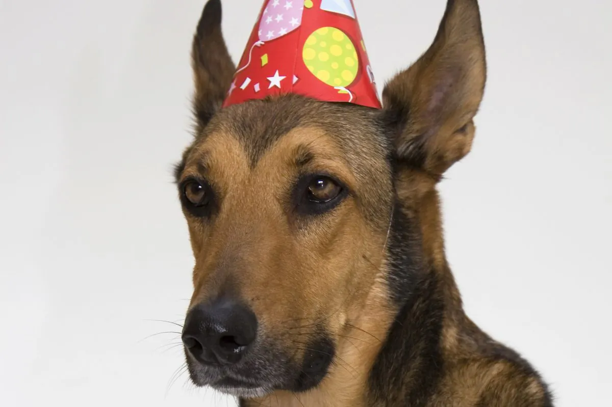 Dog bakeries now make bonbons for your puppy’s special occasions.(Dizzy/Photos.com)