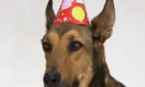 Unlock the Key to Your Dog’s Heart with Treats