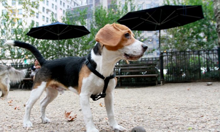 Achilles plays at the Madison Square Park dog run in New York City on Oct. 6, 2013. (Ivan Pentchoukov/Epoch Times)