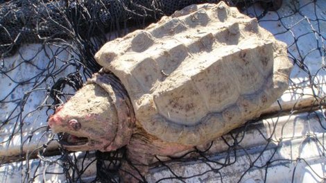An alligator snapping turtle. (ODFW)