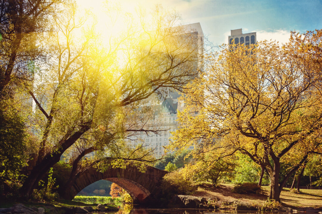 Trees reflect in a pond in Central Park. Some plants in the park have painkilling properties but you may prefer to buy natural painkillers from your local natural foods store. (Fotolia)
