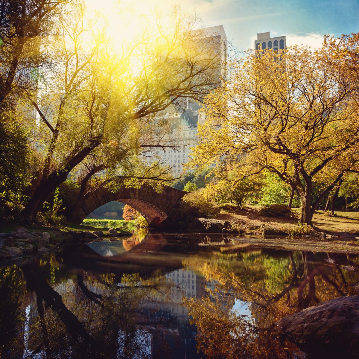 Trees reflect in a pond in Central Park. Some plants in the park have painkilling properties but you may prefer to buy natural painkillers from your local natural foods store. (Fotolia)
