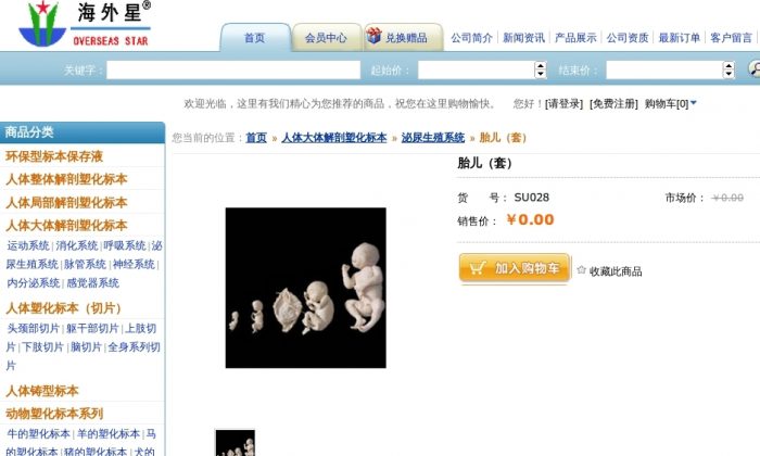 A screenshot from the website of the Beijing Overseas Star Science & Technology Development Co. shows a variety of plastinated fetus specimens for order. Chen Guoxin, director of the firm, said that the specimens may not be sold, but recipients are expected to make a donation of $10,000 to his company afterwards. (Screenshot/Epoch Times)