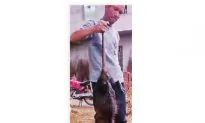 Monster Rat Trapped and Eaten in Chinese Village