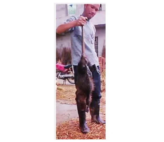 A photo of a giant rat caught in a village in Hunan Province. (Screenshot/WantChinaTimes)