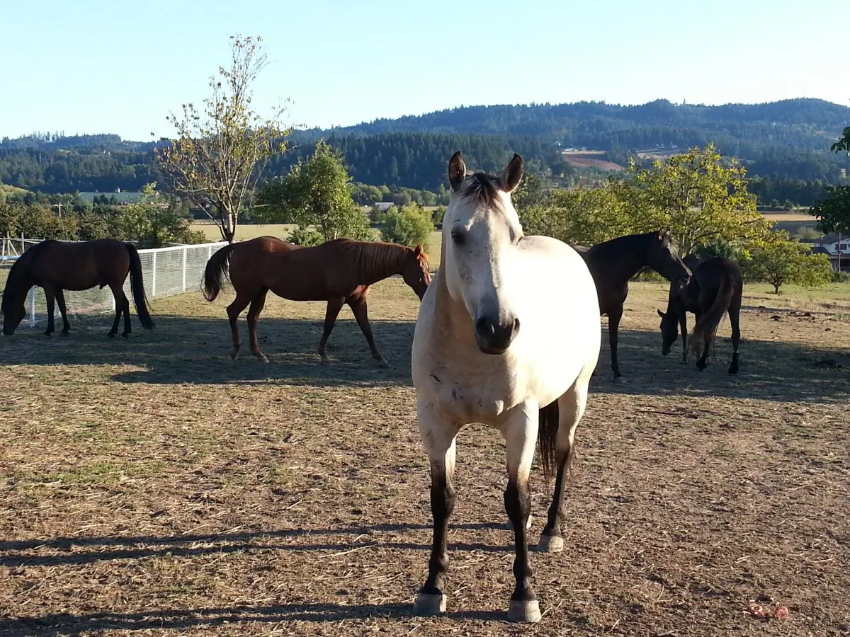 Horse Hollywood poses for the camera. (Lauren Morency DePhillips/The Epoch Times)