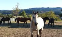An Everyday Hero: The Horse Rescuer