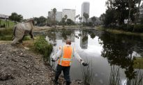 La Brea Tar Pits Dig Turns 100
