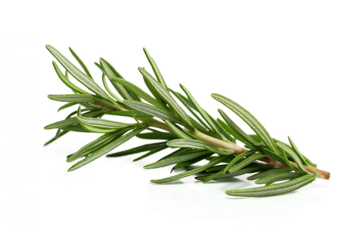 Branch of rosmary. (Fotolia)