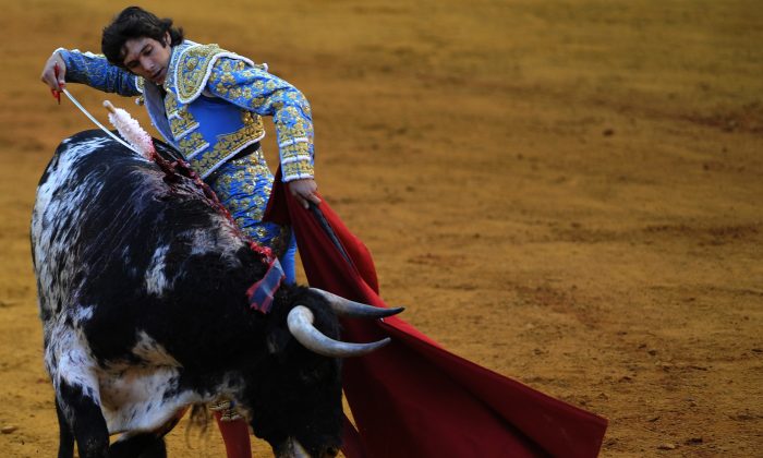 French matador Sebastian Castella performs a pass on a bull during a bullfight at the Maestranza bullring in Sevilla on Sept. 28, 2013. A debate has opened up in Spain about whether children should view bullfights on television, according to an Oct. 9, 2013 article in The Local. (Cristina Quicler/AFP/Getty Images)