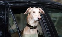 No More Dogs in Parked Cars, Say Michigan Lawmakers