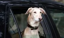 No More Dogs in Parked Cars, Say Michigan Lawmakers