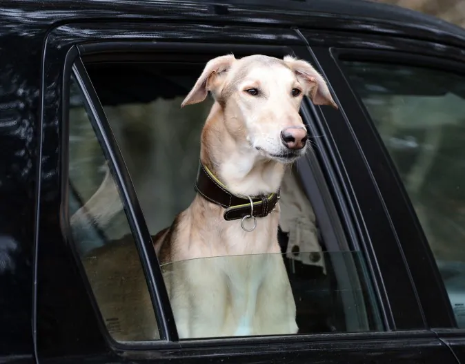 A dog sits in a car after a greyhound coursing event near Warsaw on April 20, 2013. (Janek Skarzynski/AFP/Getty Images)