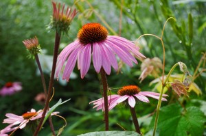 Echinacea (Cat Rooney/The Epoch Times)
